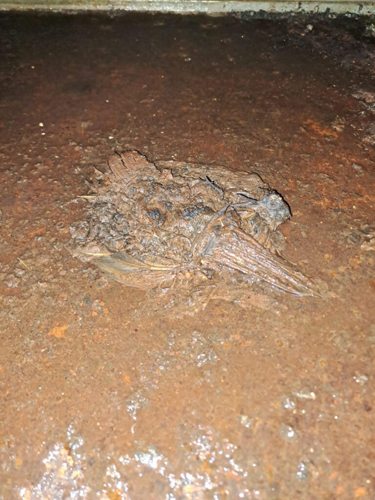 Dead Pigeon in Ductwork